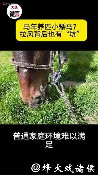微言 | 马年养匹小矮马？拉风背后也有“坑”